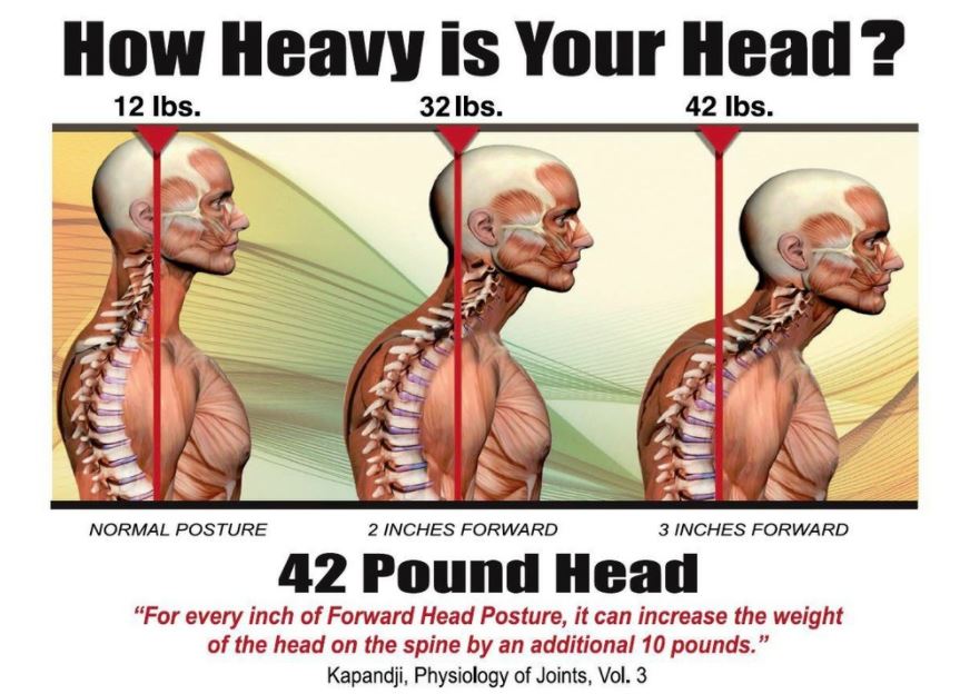 Therapy Works on X: Why you #slouch You have different #muscles in your  #core and #deep #spine that help you maintain a more upright #posture.  These muscles are used for long duration #